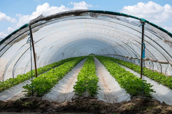 Plantations Fraisiers Fleurs Poussant Dans Des Serres Ouvertes Recouvertes Film — Photo