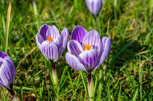 Первые Весенние Цветы Цветы Фиолетовых Крокусов Лесу — стоковое фото