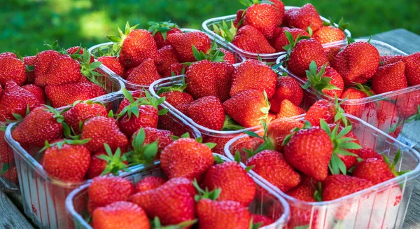 가까운 곳에서 수있는 딸기가 플라스틱 — 스톡 사진
