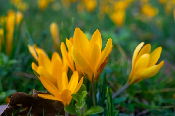 Eerste Lentebloemen Bloesem Van Gele Kruizen Het Bos — Stockfoto