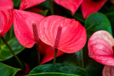 Botanik koleksiyonu, filizlenen Anthurium flamingo bitkileri.
