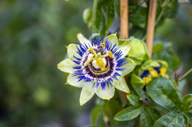 Botanik koleksiyonu, passiflora bitkisinin güzel çiçekleri yenilebilir çarkıfelek meyveleri yakın.
