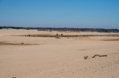 Kuzey Brabant 'taki Hollanda ulusal parkında yürüyüş yolları sarı kumlu kum tepeleri, çam ağacı ormanı ve kurumuş çöl bitkileri, doğa geçmişi