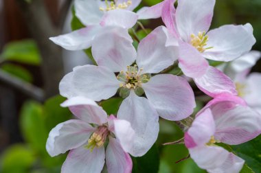 Hollanda, Zeeland 'deki meyve bahçelerinde elma ağaçlarının bahar pembe çiçekleri.