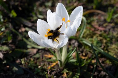 İlk bahar çiçekleri, arılar tozlanmış ormandaki beyaz timsahlar.