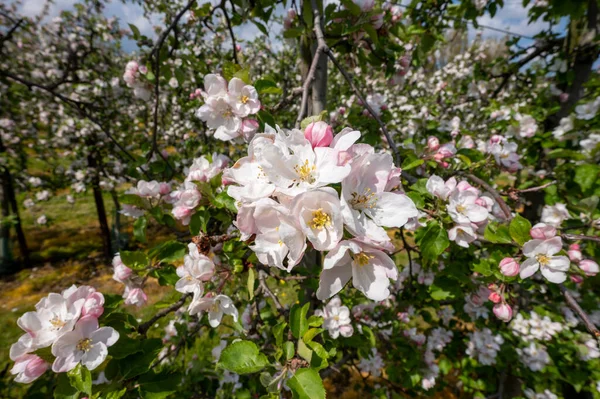 Voorjaarsbloesem Van Appelbomen Fruitboomgaarden Zeeland — Stockfoto