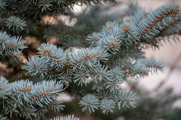 ブルー スプルース ピチェ プンゲン コグリーン スプルース コロラド スプルース ブルー グリーン色の針付き針葉樹の木を閉じる — ストック写真