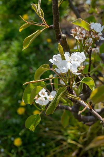 Frühling Weiße Blüte Von Birnbäumen Auf Obstplantagen Zeeland Niederlande — Stockfoto