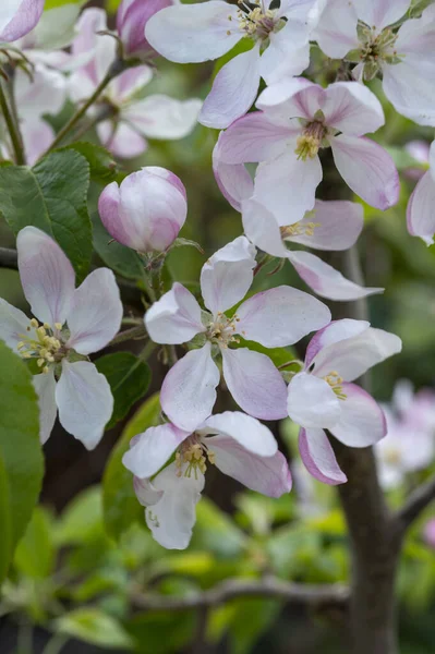オランダ ゼーラント州の果樹園にリンゴの木の春のピンクの花 — ストック写真