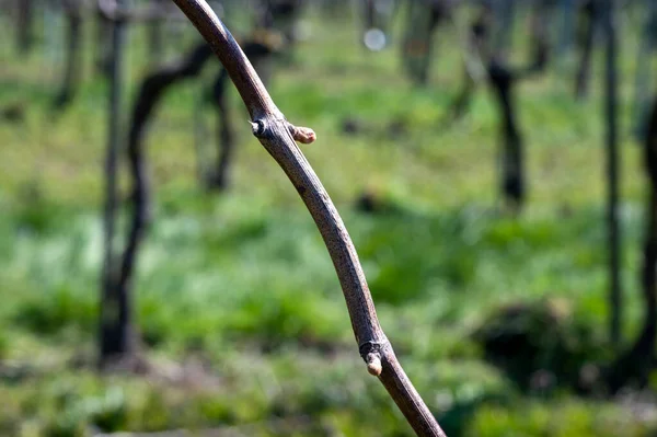 Weiß Und Rosenweinproduktion Auf Holländischen Weinbergen Reihen Von Traubenpflanzen Frühling — Stockfoto