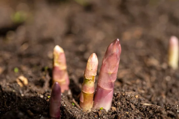 Plantas Asaparagus Que Crecen Descubiertas Campo Agrícola Primavera —  Fotos de Stock