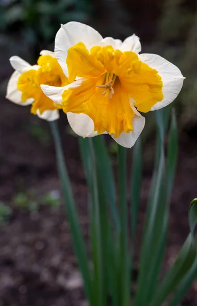 Floraison Printanière Grandes Jonquilles Jaune Blanc Narcisse Plantes Décoratives Dans — Photo