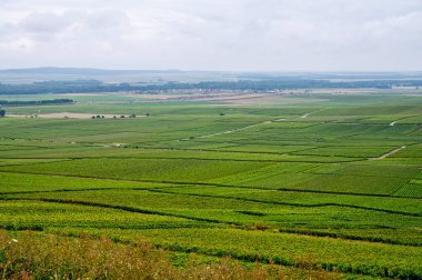Montagne de Reims 'deki ünlü şampanyaların yeşil Pinot Noir Grand Cru üzüm bağlarının manzarası Verzenay yakınlarında şampanya, Fransa' da şarap yapımı