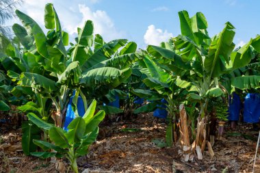 Kıbrıs 'ın Paphos kenti yakınlarında yeşil muz kümeleri olan muz ağaçları yetiştirildi.