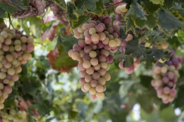 Kıbrıs üzümlerinde olgunlaşan beyaz-pembe çekirdeksiz üzüm demetleri, doğa arka planı