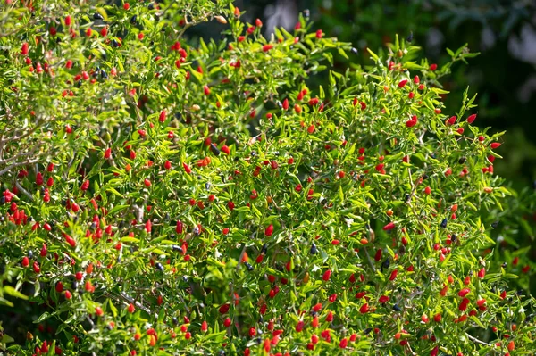 Маленький Спелый Красный Острый Перец Чили Растущий Растении Готовом Сбору — стоковое фото