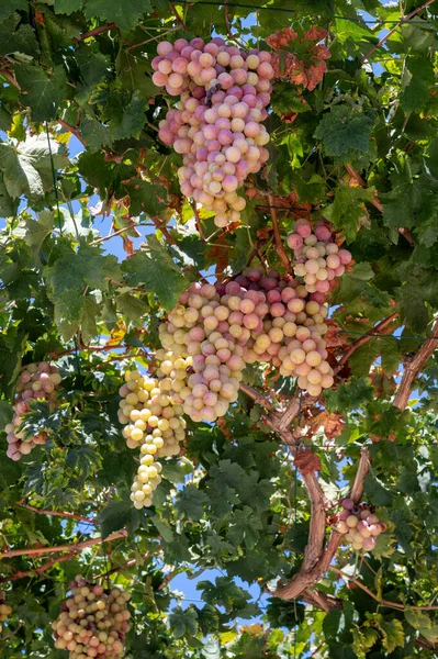 Bunches Fehér Rózsaszín Édes Magtalan Csemegeszőlő Érlelés Szőlőültetvények Ciprus Természet — Stock Fotó