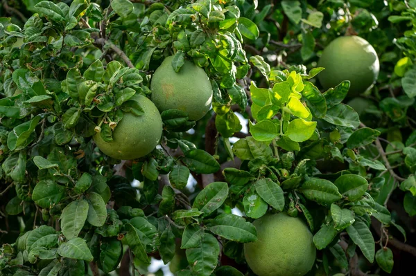 Große Runde Pomelo Tropische Zitrusfrüchte Hängen Bäumen Auf Pomelo Plantagen — Stockfoto