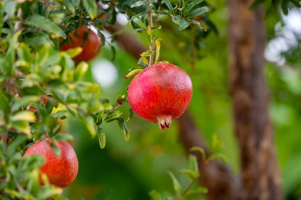 Czerwone Dojrzałe Organiczne Owoce Granatowe Punica Granatum Wiszące Drzewie Gotowe — Zdjęcie stockowe