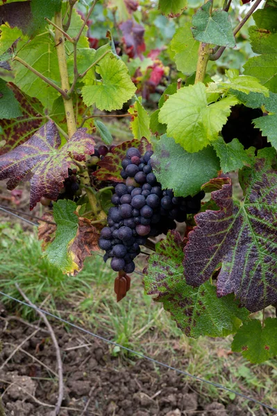 Pinot Noir Uvas Vinho Amadurecendo Grandes Vinhas Cru Famosas Casas — Fotografia de Stock