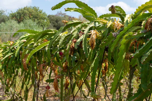 Pitahaya Rózsaszín Sárkánygyümölcs Ültetvények Termesztése Zamatos Kaktusznövényeken Cipruson — Stock Fotó