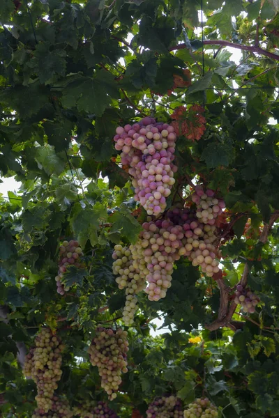 Klasar Vita Rosa Söta Kärnfria Bordsdruvor Mognar Vingårdar Cypern Natur — Stockfoto