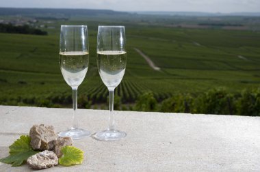 Brut şampanyası köpüklü şarap, üzüm bağından yakacak taşlar Montagne de Reims 'in Verzenay yakınlarındaki Grand Cru üzüm bağlarının manzarası, şampanya, Fransa