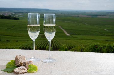 Brut şampanyası köpüklü şarap, üzüm bağından yakacak taşlar Montagne de Reims 'in Verzenay yakınlarındaki Grand Cru üzüm bağlarının manzarası, şampanya, Fransa