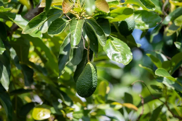 Frutos Abacate Orgânicos Maduros Verdes Pendurados Plantação Abacates — Fotografia de Stock