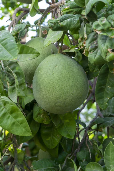 Stora Runda Pomelo Tropiska Citrusfrukter Som Hänger Träd Pomeloplantager — Stockfoto