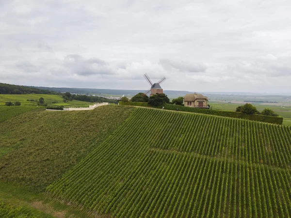 Montagne Reims Deki Ünlü Şampanyaların Yeşil Pinot Noir Grand Cru — Stok fotoğraf
