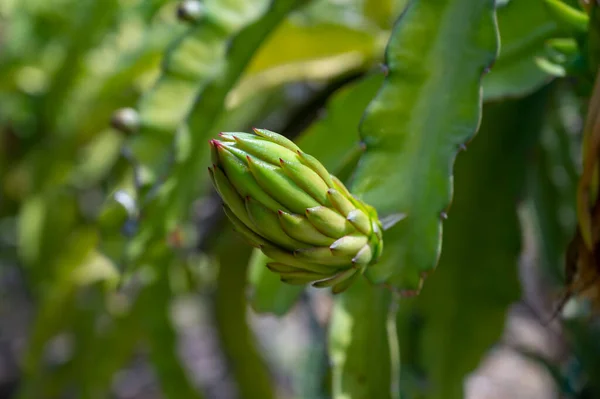 キプロスの多肉植物で成長するピタハーピンクのドラゴンフルーツの植え付け — ストック写真