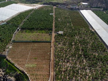 Kışın İspanya 'da Garachico, Kanarya Adaları yakınlarındaki Tenerife' de muz ağacı tarlası.