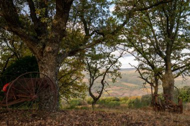 İtalya 'da Bagno Vignoni yakınlarındaki Val d' Orcia tepelerinde sabah yürüyüşü. Selvi ağaçları, üzüm bağları, ormanlar ve bulutlu sonbaharda sürülen tarlalarla Toskana manzarası.