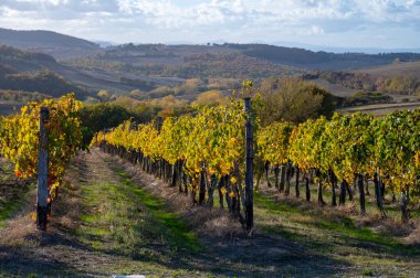 View on hills of Val d'Orcia, colorful autumn on vineyards near wine making town Montalcino, Tuscany, rows of grape plants after harvest, Italy