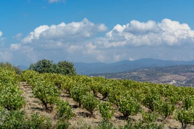 Kıbrıs adasında şarap üretimi sektörü, Troodos dağlarının güney yamaçlarında büyüyen üzüm bitkileriyle Kıbrıs üzüm bağları manzarası
