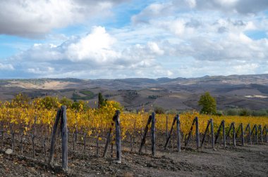 Bagno Vignoni, üzüm bağlarında sonbahar, Toskana 'da Val d' Orcia, hasattan sonra sıra sıra sarı üzüm bitkileri, İtalya