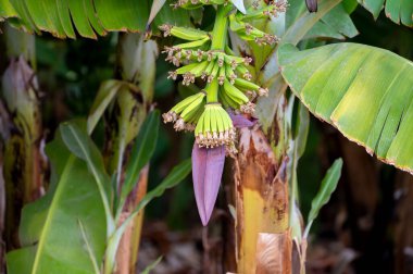 Kıbrıs 'ın Paphos kenti yakınlarında yeşil muz kümeleri olan muz ağaçları yetiştirildi.