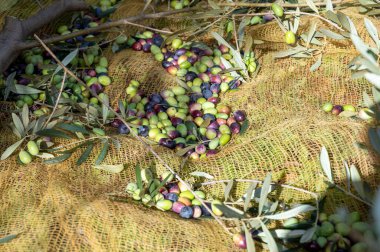 Sonbaharda, İtalya 'nın güneyinde, tarım çiftliğinde çuval bezi siyah ve yeşil organik zeytin topluyor.