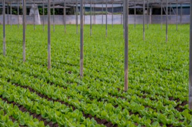 Sıralı taze organik yeşil salata bitkileriyle İtalyan serası Lazio, İtalya tarımı