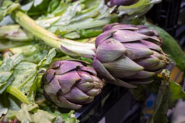Genç Romanesco enginarının yeni hasadı Floransa 'daki şehir pazarında satılıyor.