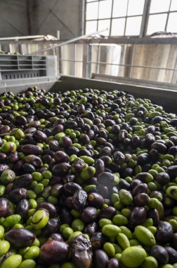 Küçük dağ köyü Lenola, Lazio, İtalya 'daki organik zeytinyağı üretimi sürecinde organik zeytinyağı çiftliğinin soğuğu ve çıkarılması için kutularda taze siyah ve yeşil zeytinler.