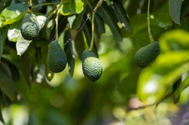 Avokado ağaçlarında asılı yeşil olgun organik avokado meyveleri.