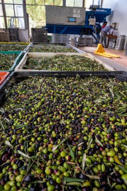 Küçük dağ köyü Lenola, Lazio, İtalya 'daki organik zeytinyağı üretimi sürecinde organik zeytinyağı çiftliğinin soğuğu ve çıkarılması için kutularda taze siyah ve yeşil zeytinler.