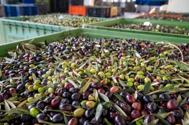 Küçük dağ köyü Lenola, Lazio, İtalya 'daki organik zeytinyağı üretimi sürecinde organik zeytinyağı çiftliğinin soğuğu ve çıkarılması için kutularda taze siyah ve yeşil zeytinler.