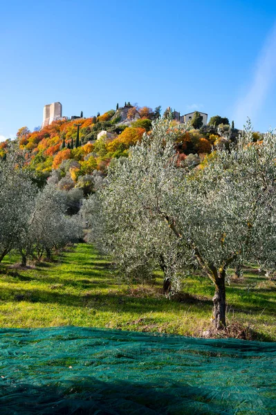 Oogsten Van Rijpe Groene Olijven Een Boerderij Buurt Van Castiglione — Stockfoto