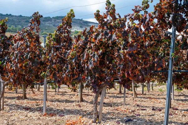 Wine making industry on Cyprus island, view on Cypriot vineyards with growing grape plants on south slopes of Troodos mountain range near Omodos village