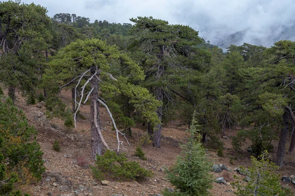 Evergreen Pine Trees Growing Clouds High Troodos Mountains Cyprus — Stock Photo, Image