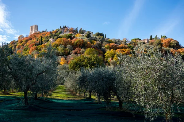 Skörd Mogna Gröna Ekologiska Oliver Gårdsplantering Nära Castiglione Orcia Toscana — Stockfoto