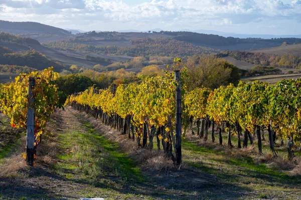 Vista Sobre Colinas Val Orcia Outono Colorido Vinhas Perto Vinho — Fotografia de Stock